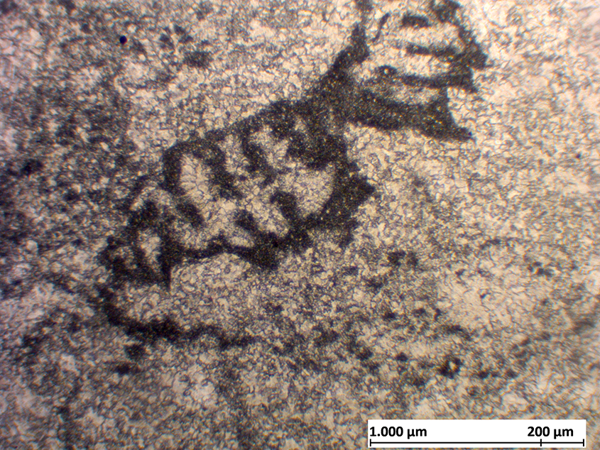 Alpinophragmium perforatum