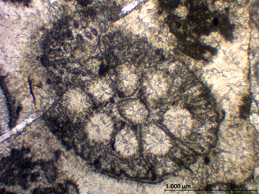 Heteroporella zankli