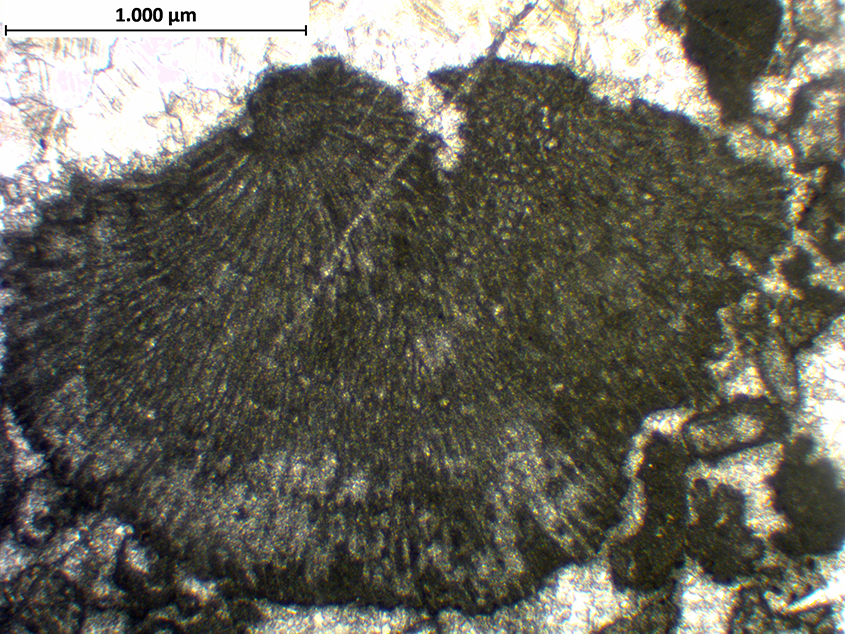 Orthonella