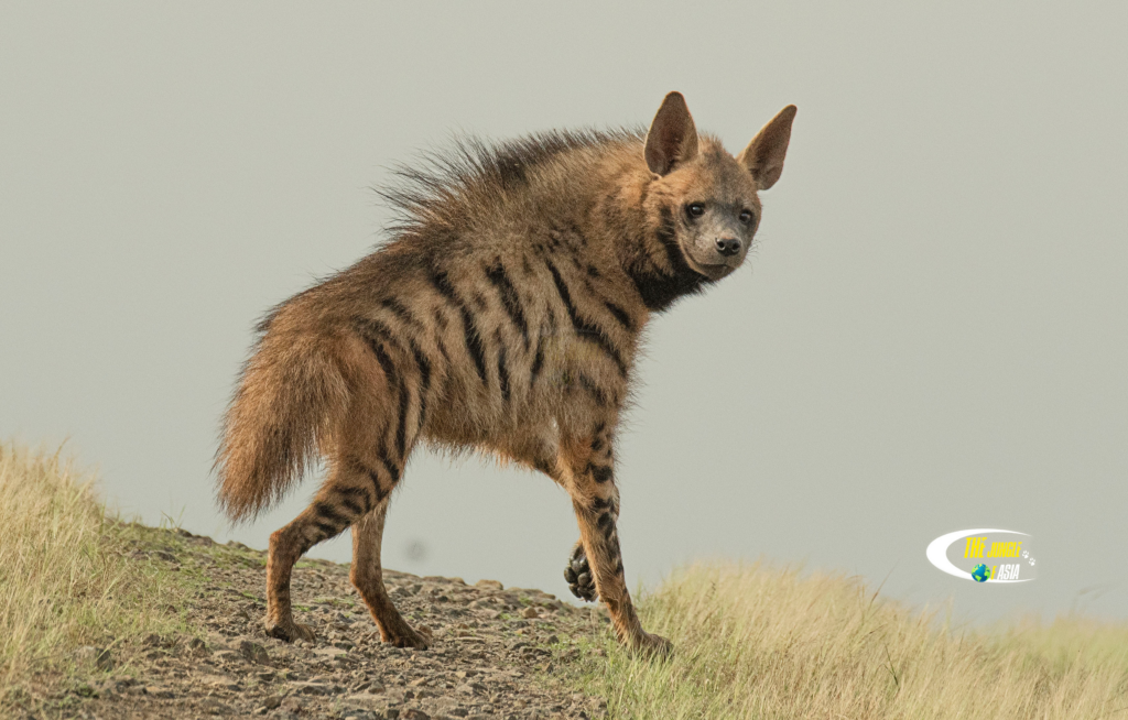 Photo of a Striped Hyena